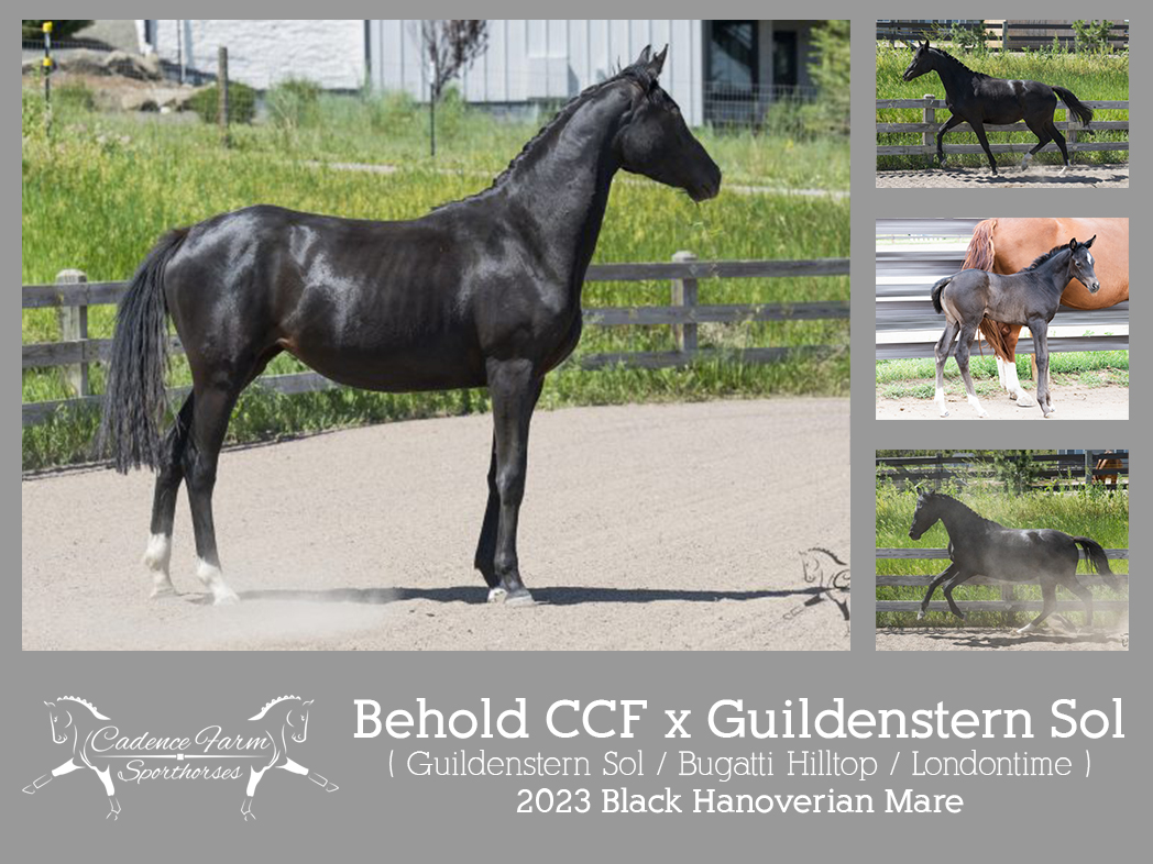 2023 Behold CCF x Guildenstern Sol Foal Gia CFS